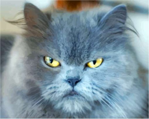 Grey Angry Cat Paint By Number