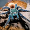 Blue And Brown Spider Paint By Number