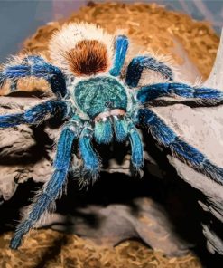 Blue And Brown Spider Paint By Number