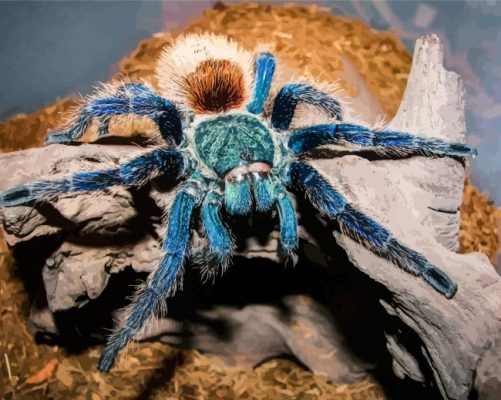 Blue And Brown Spider Paint By Number