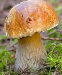 Boletus Edulis Mushroom Paint By Number