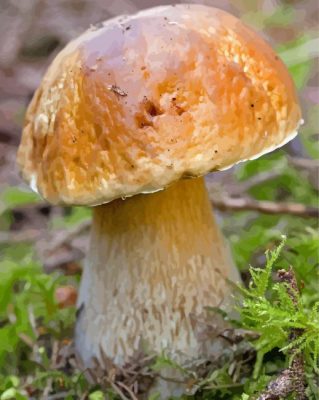 Boletus Edulis Mushroom Paint By Number