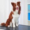 Brown Border Collie Paint By Numbers