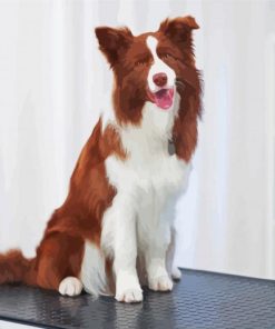 Brown Border Collie Paint By Numbers