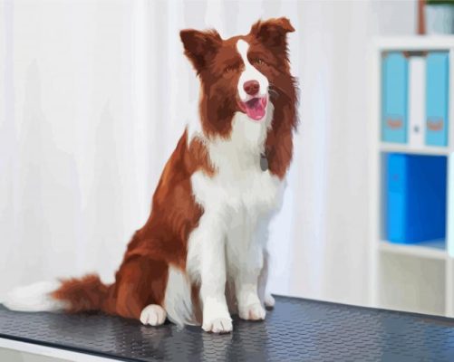 Brown Border Collie Paint By Numbers