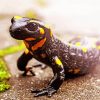 Fire Salamander Paint By Number