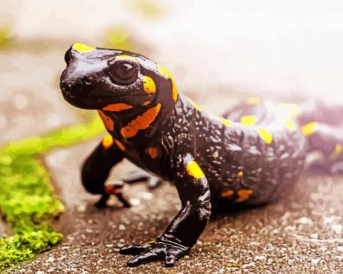 Fire Salamander Paint By Number