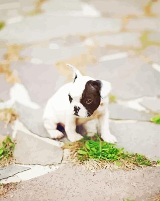 French Bulldog Dog Paint By Numbers