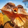 Frilled Lizard Paint By Numbers