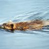 Muskrat Swimming In Water Paint By Number