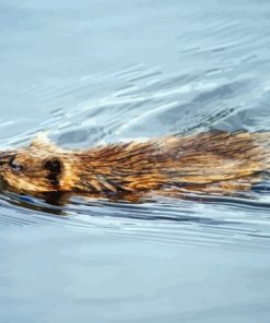 Muskrat Swimming In Water Paint By Number