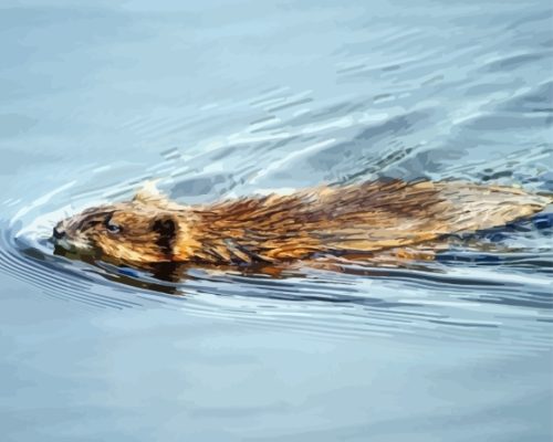 Muskrat Swimming In Water Paint By Number