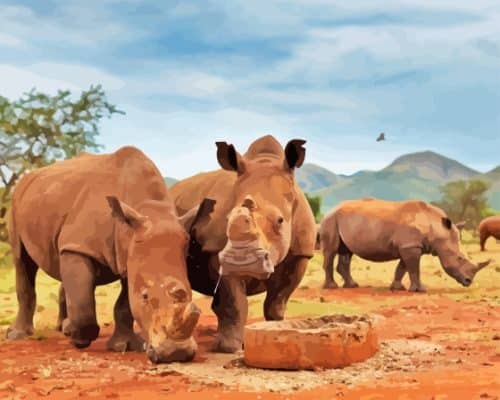 Rhinos Kruger Park Paint By Number