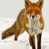 Sandfox Animal In Snow Paint By Numbers