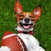 Sport Dog Paint By Numbers