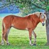 The Haflinger Horse Paint By Number