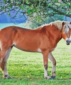 The Haflinger Horse Paint By Number