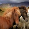 Three Icelandic Horses Paint By Number