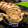 Tiger Salamander Paint By Number