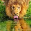 Wild Lion Drinking Paint By Number