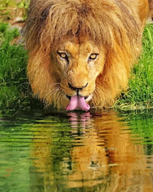 Wild Lion Drinking Paint By Number