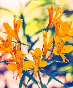 Yellow Alstroemeria Flowers Paint By Number