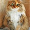 Fluffy Blonde Cat Paint By Number