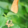 Peach Butterfly On Leaf Paint By Number