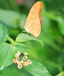 Peach Butterfly On Leaf Paint By Number