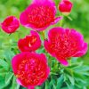 Pink Peonies Officinalis Paint By Numbers