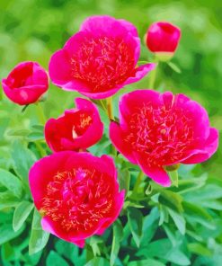 Pink Peonies Officinalis Paint By Numbers