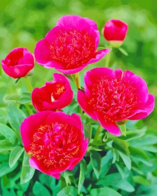 Pink Peonies Officinalis Paint By Numbers