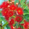 Red Snow Gum Flowers Paint By Number