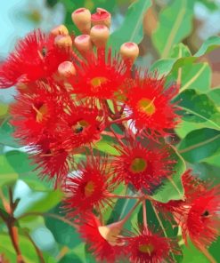 Red Snow Gum Flowers Paint By Number