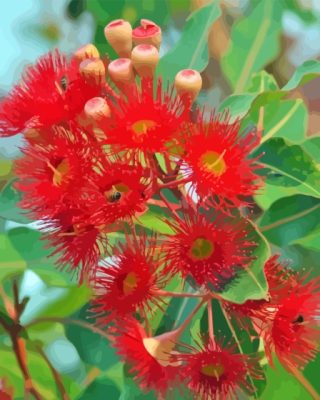 Red Snow Gum Flowers Paint By Number