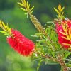 Red Bottle Brush Paint By Number