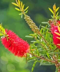 Red Bottle Brush Paint By Number