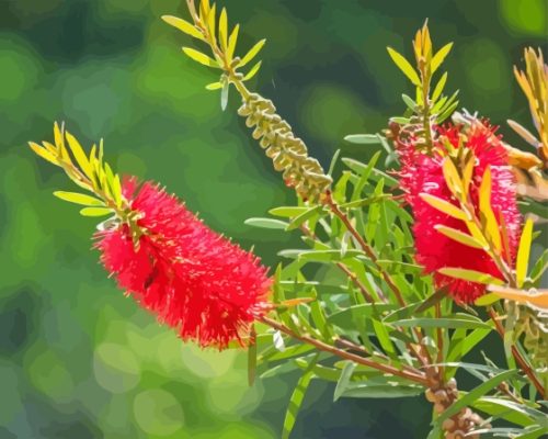 Red Bottle Brush Paint By Number