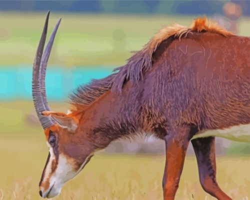 Sable Antelope Paint By Number
