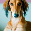 Saluki Dog Face Paint By Number