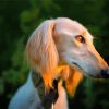 Saluki With Sunset Light Paint By Number