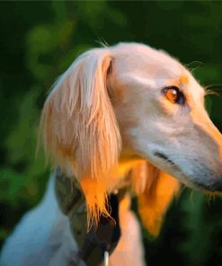 Saluki With Sunset Light Paint By Number