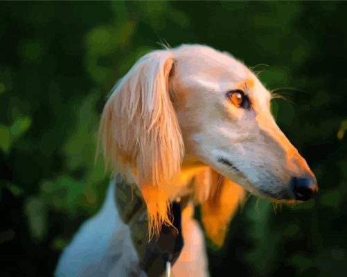 Saluki With Sunset Light Paint By Number