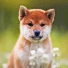 Shiba Inu Sitting In Field Paint By Number