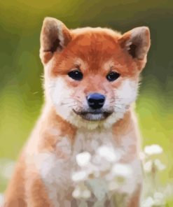 Shiba Inu Sitting In Field Paint By Number