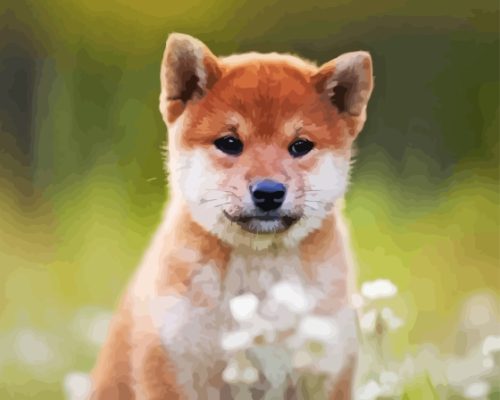 Shiba Inu Sitting In Field Paint By Number