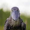 Shoebill Face Paint By Number