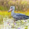 Shoebill In Water Paint By Number