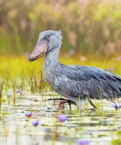 Shoebill In Water Paint By Number