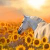 Stallion Horse In Sunflowers Paint By Number